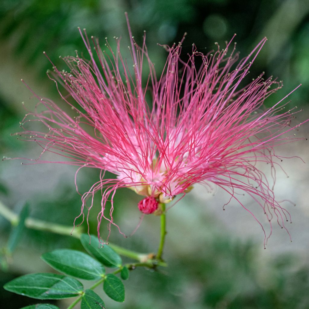 Albizzia julibrissin Rosea - Acacia di Costantinopoli