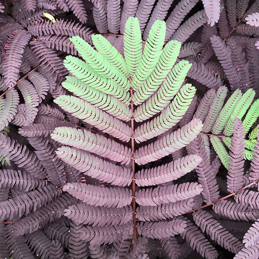 Albizzia julibrissin Summer Chocolate - Acacia di Costantinopoli