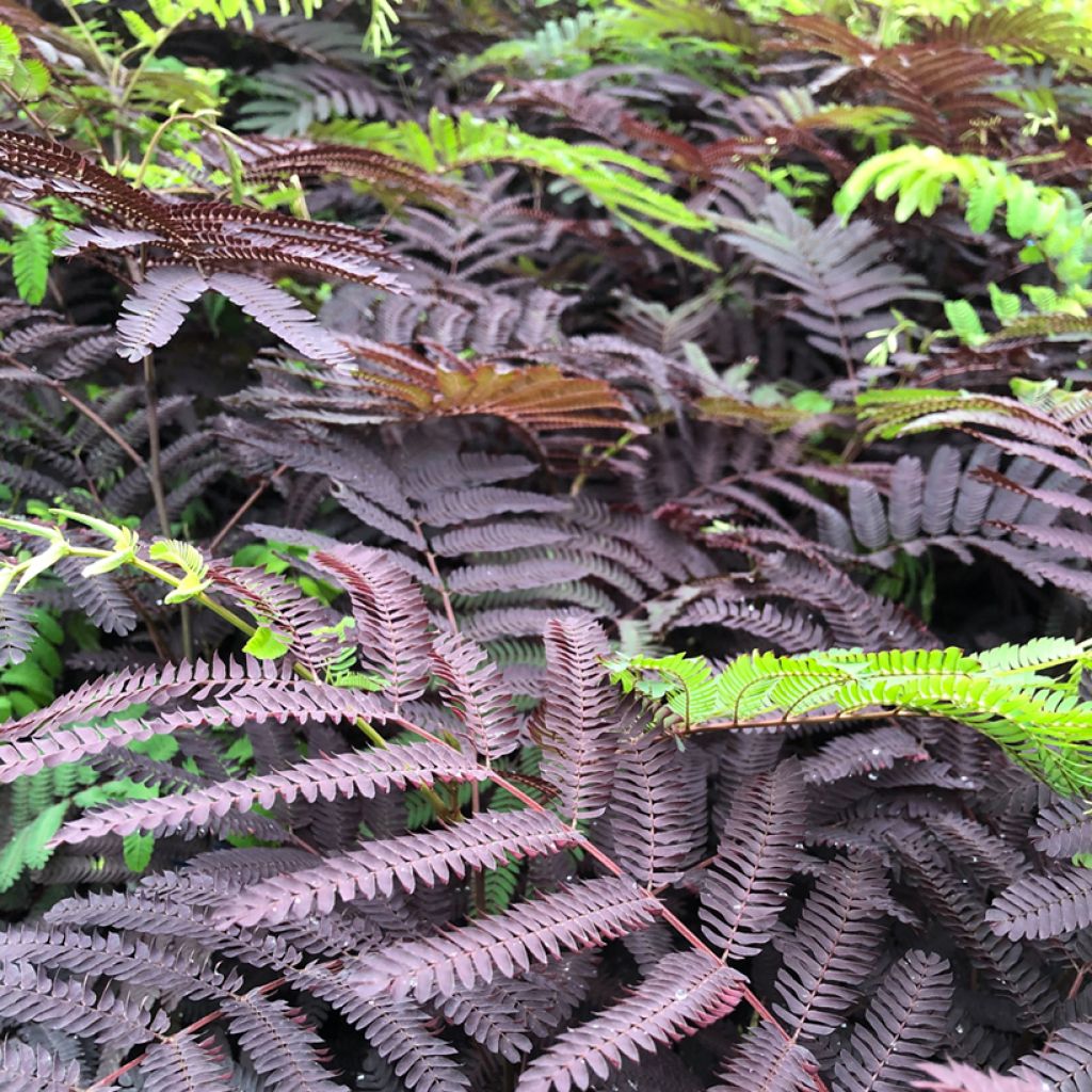 Albizzia julibrissin Summer Chocolate - Acacia di Costantinopoli