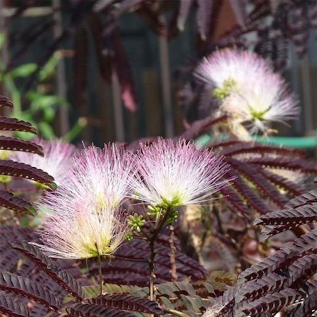 Albizzia julibrissin Summer Chocolate - Acacia di Costantinopoli