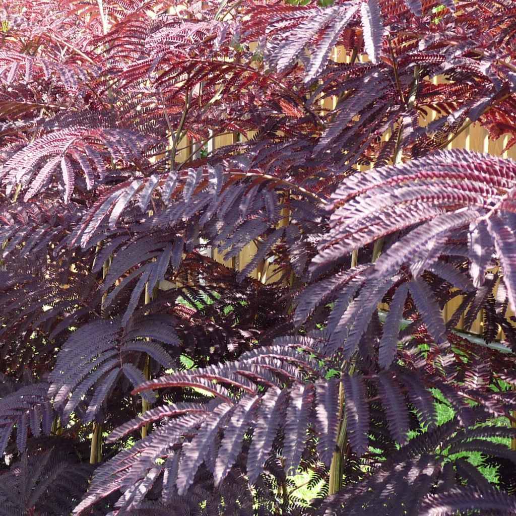 Albizzia julibrissin Summer Chocolate - Acacia di Costantinopoli