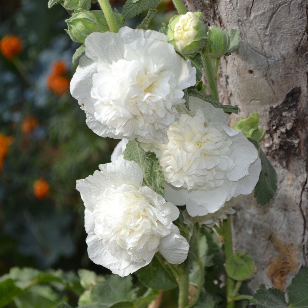 Alcea rosea Chater’s Double Icicle - Malvarosa