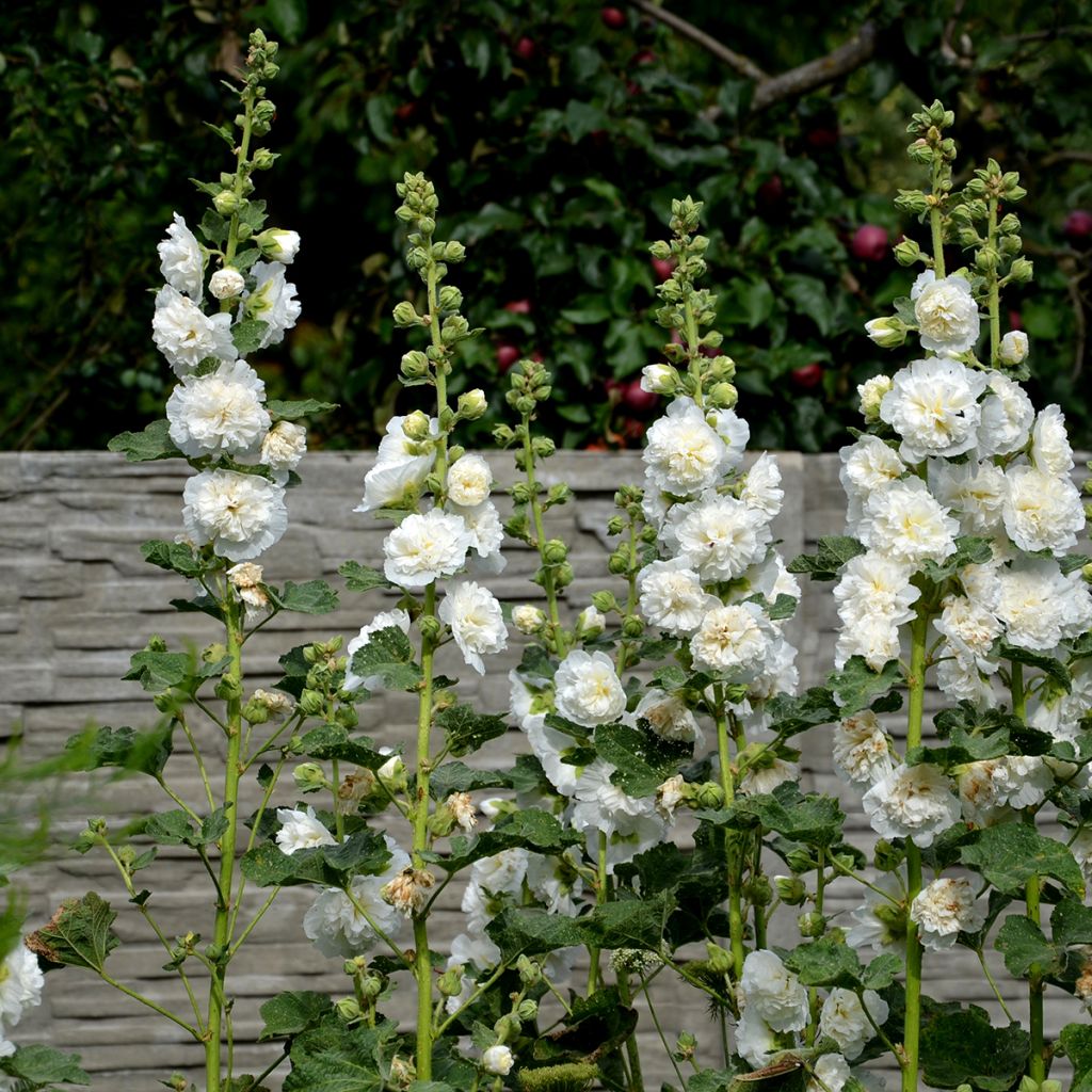 Alcea rosea Chater’s Double Icicle - Malvarosa