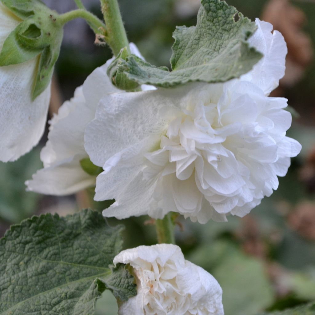 Alcea rosea Chater's Double White - Malvarosa