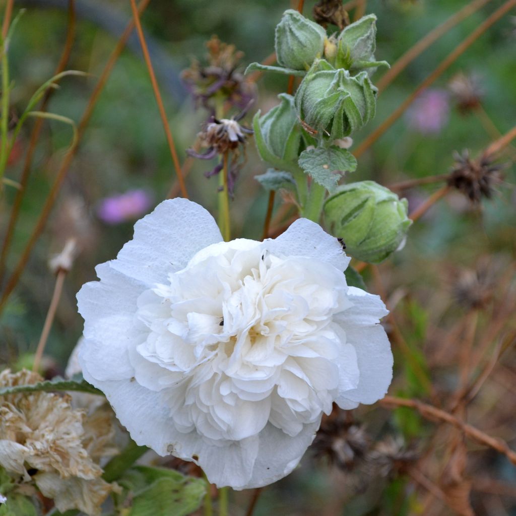 Alcea rosea Chater's Double White - Malvarosa