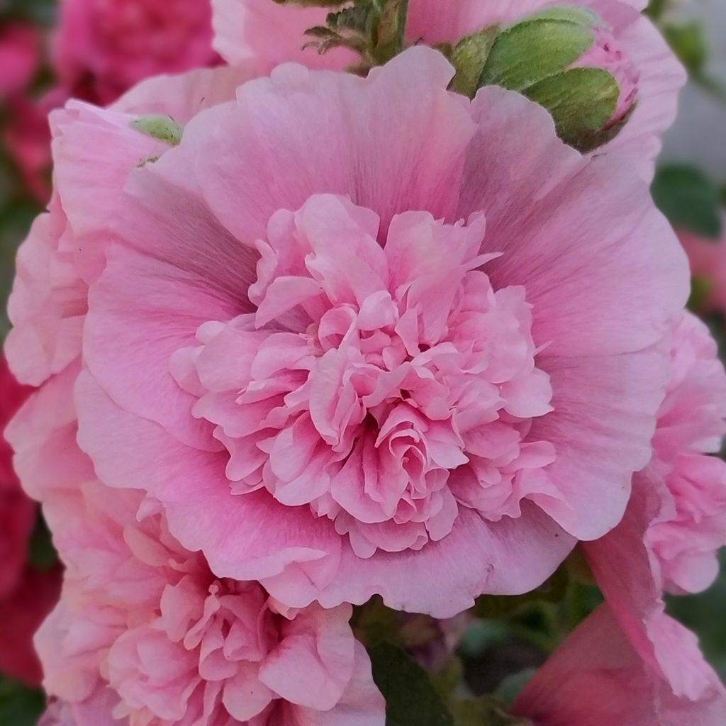 Alcea rosea Appleblossom - Malvarosa