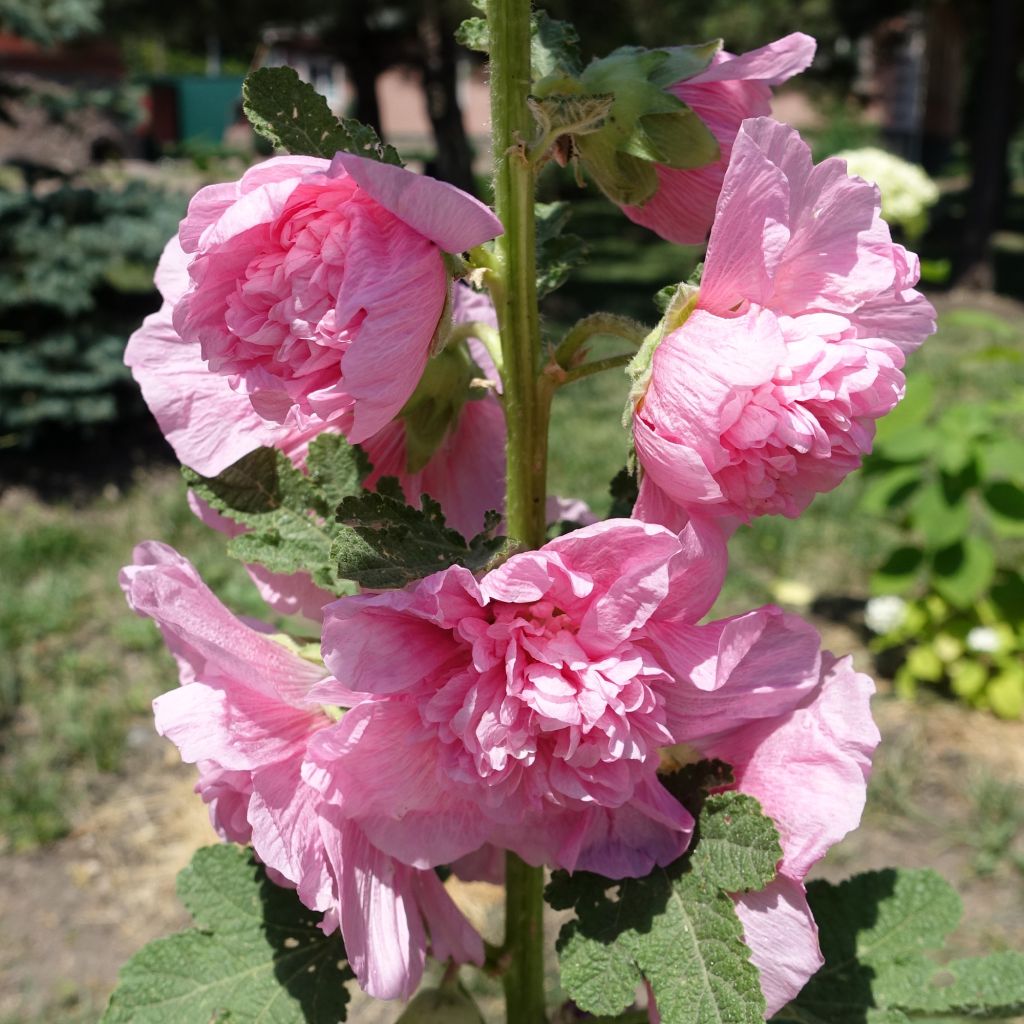 Alcea rosea Appleblossom - Malvarosa