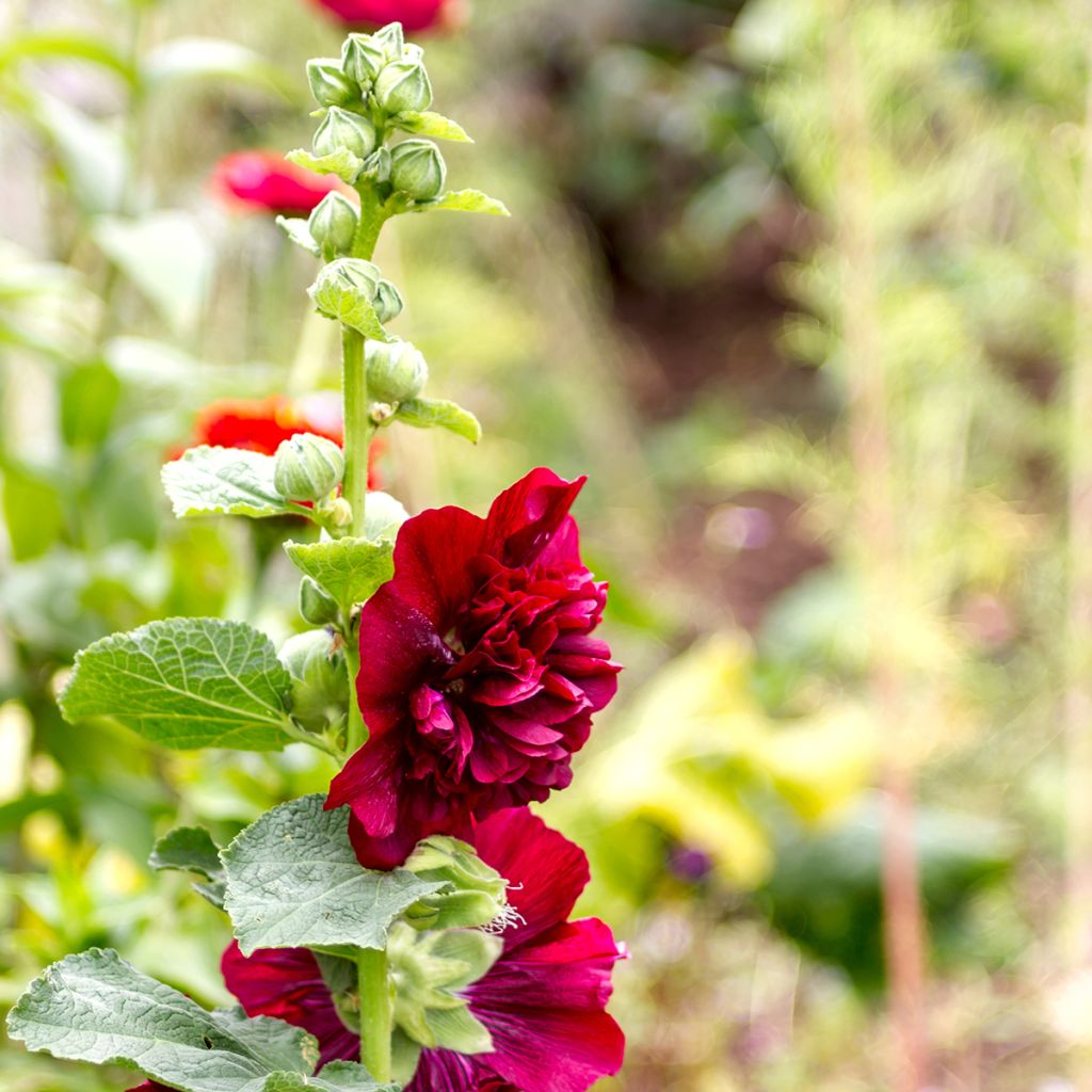 Alcea rosea Chatter's Red - Malvarosa