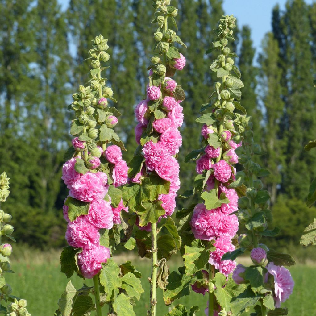 Alcea rosea Chater's Rose-Pink  (semi) - Malvarosa