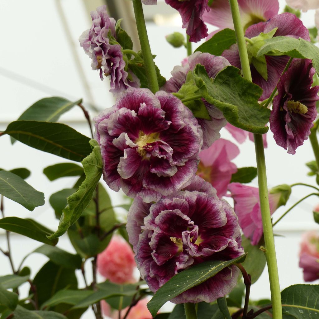 Rose trémière Crème de Cassis - Alcea rosea