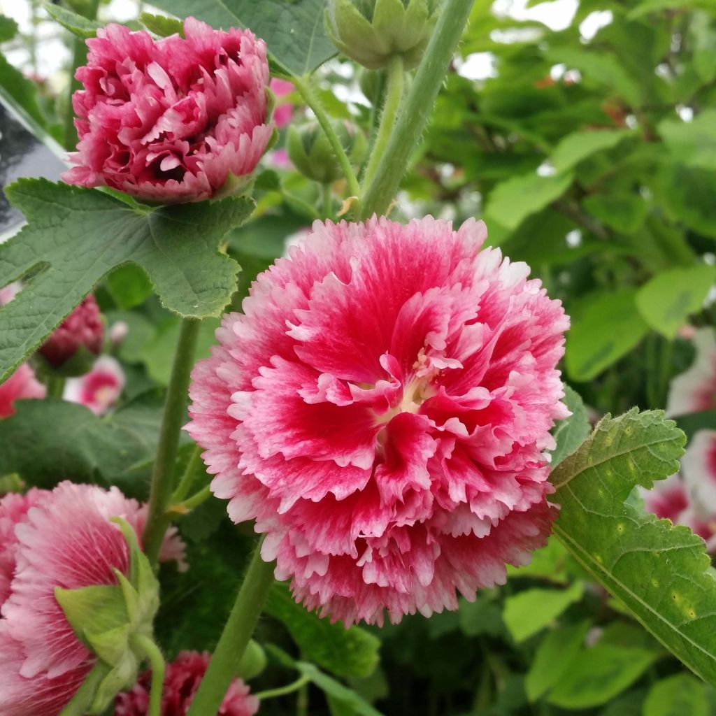 Rose trémière - Alcea rosea Fiesta Time