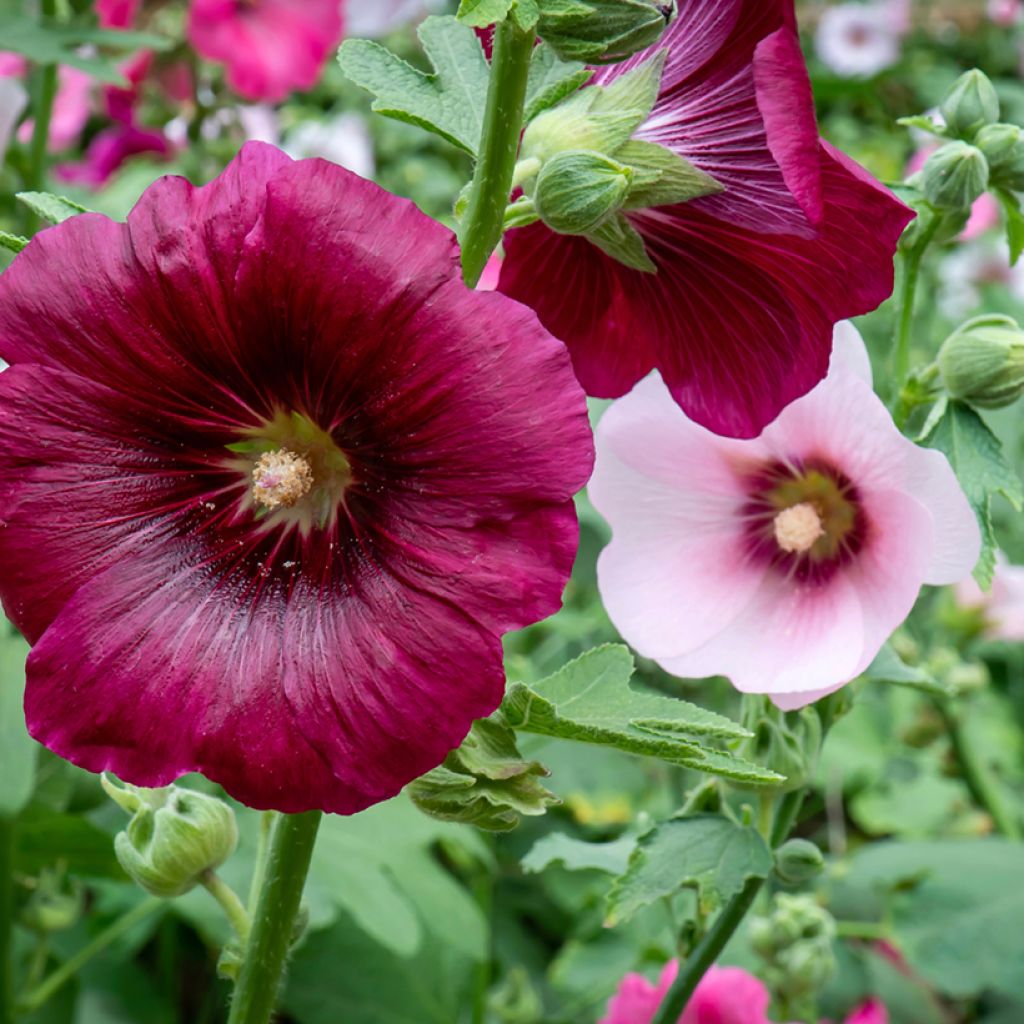 Alcea rosea Simplex - Malvarosa