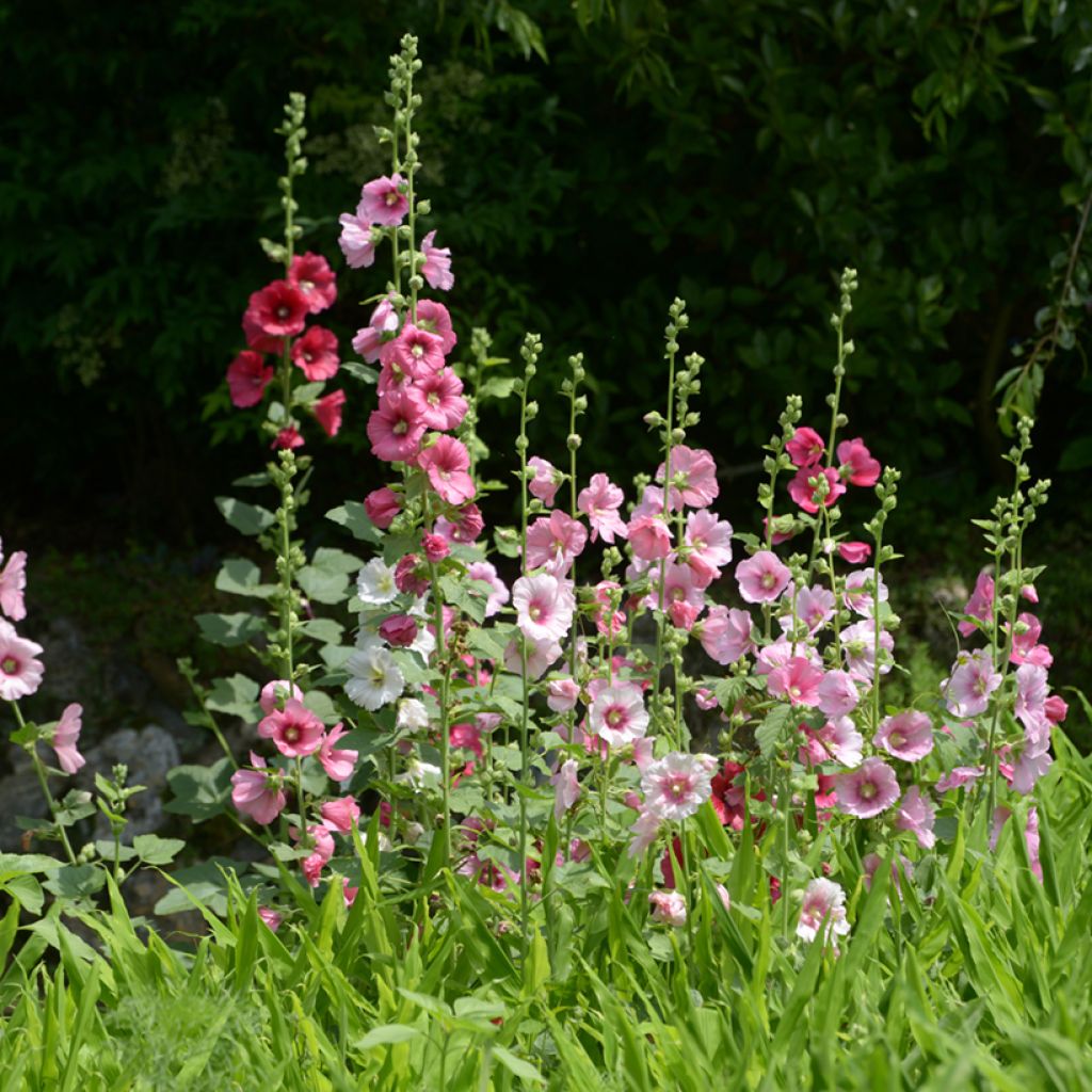 Alcea rosea Simplex - Malvarosa