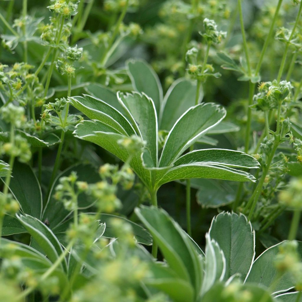 Alchemilla alpina