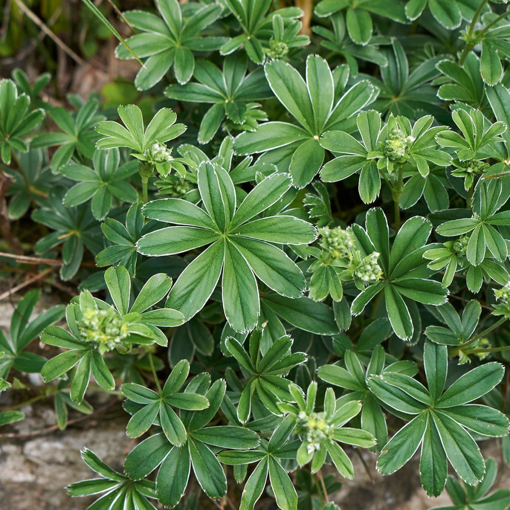 Alchemilla alpina