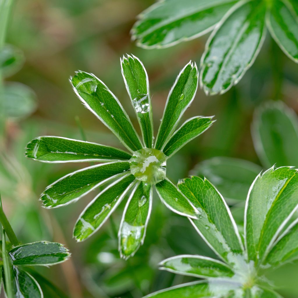 Alchemilla alpina