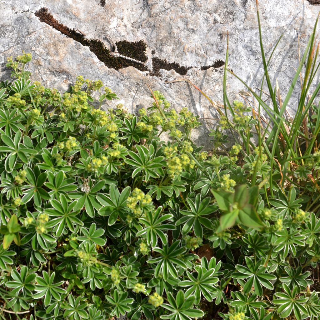 Alchemilla alpina