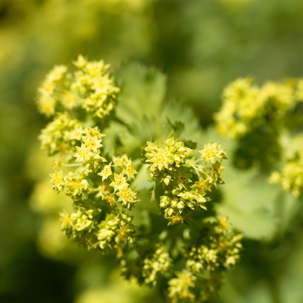 Alchemilla epipsila