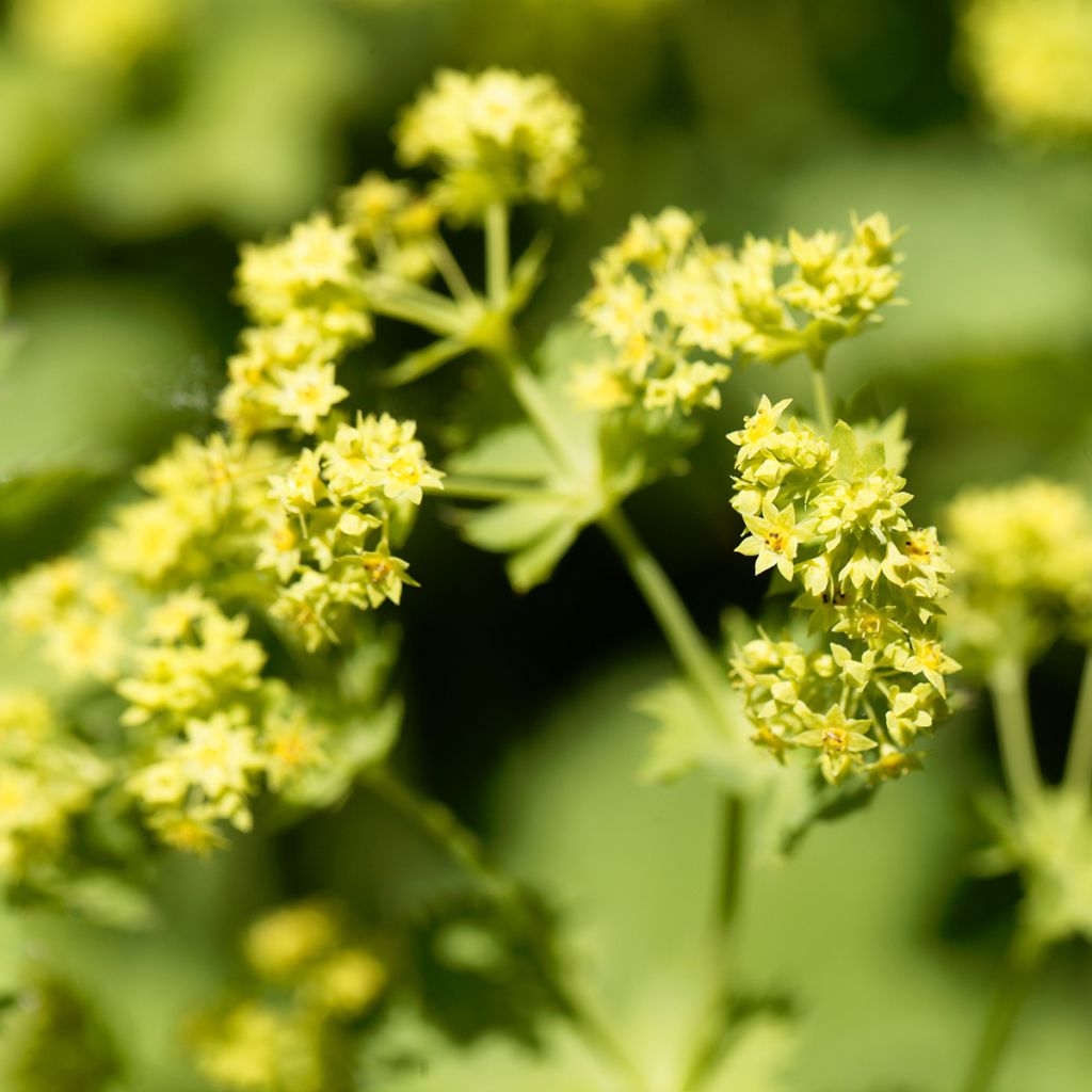 Alchemilla epipsila