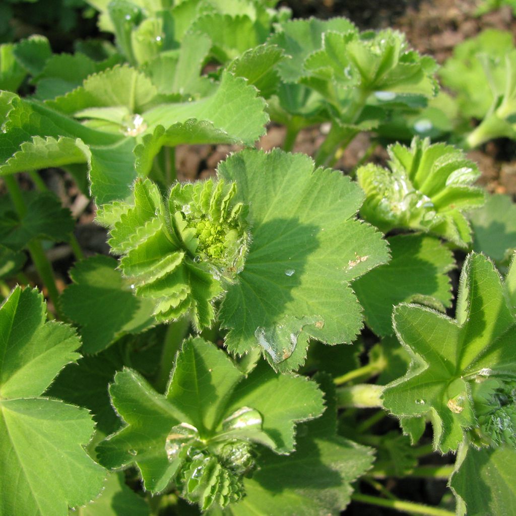 Alchemilla epipsila