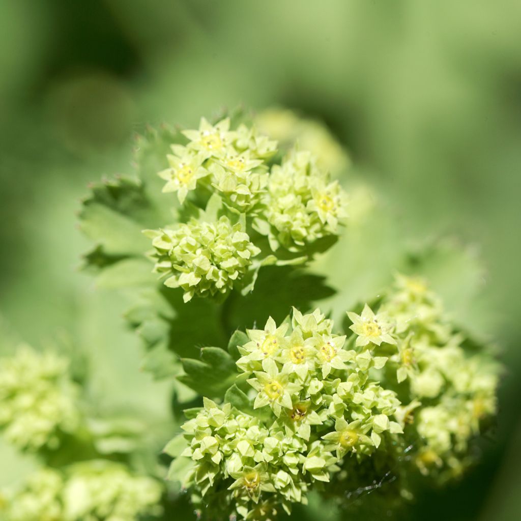 Alchemilla epipsila