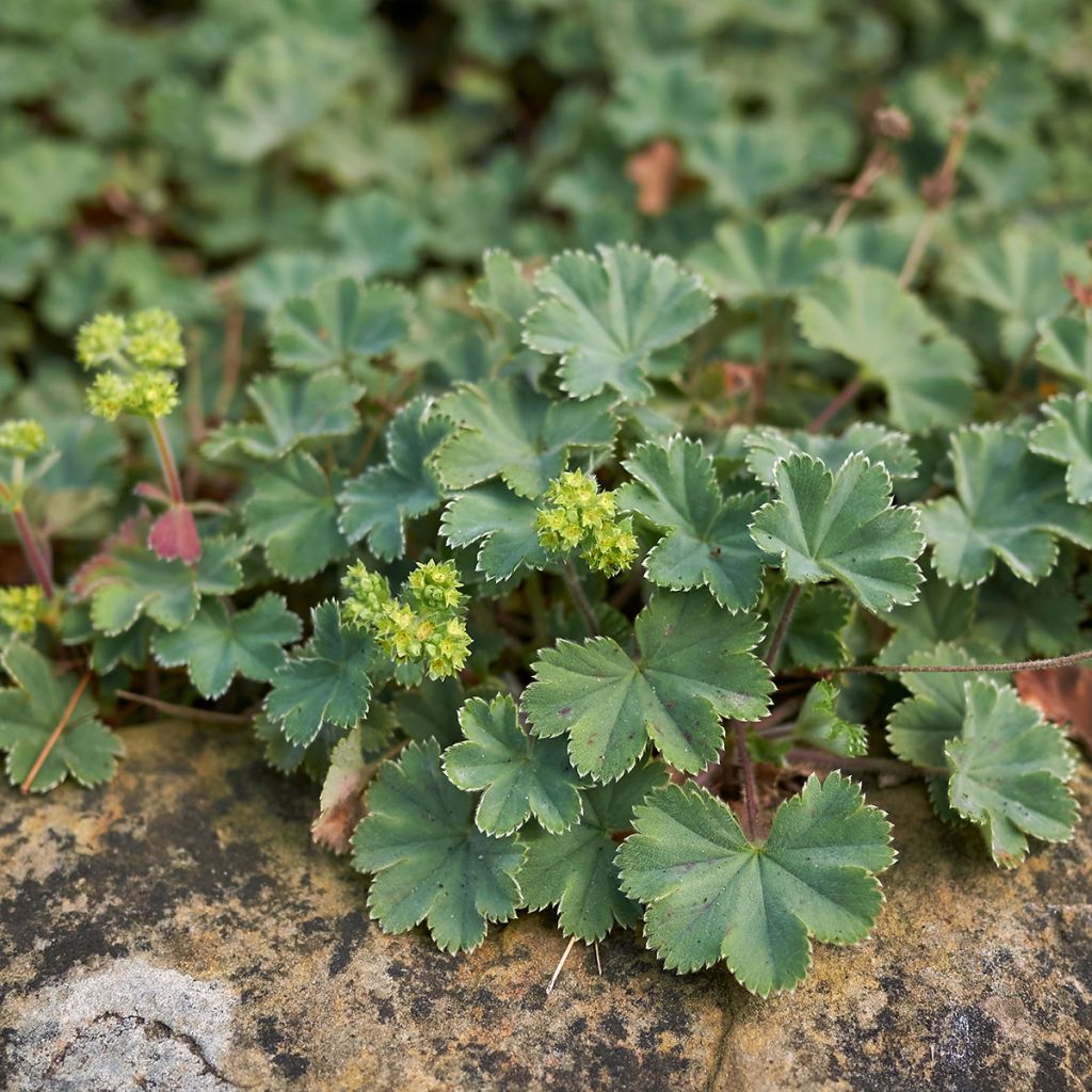 Alchemilla erythropoda