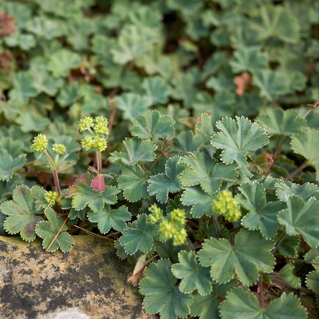 Alchemilla erythropoda