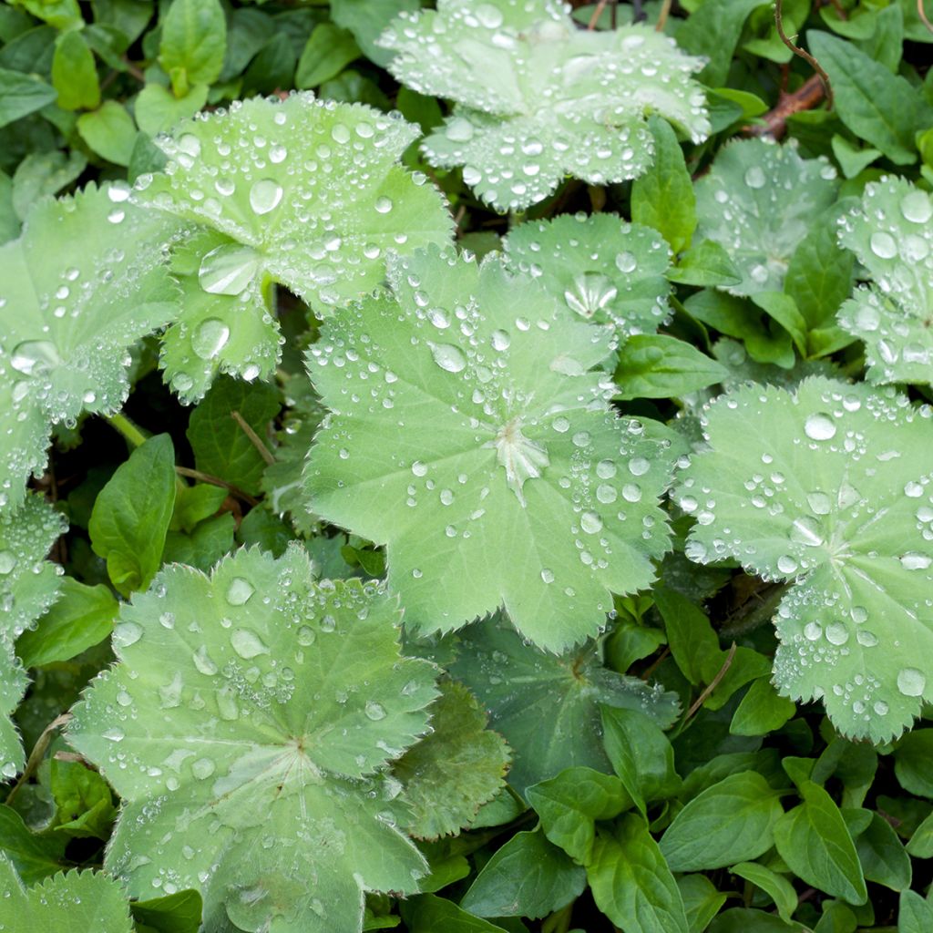 Alchemilla mollis Thriller