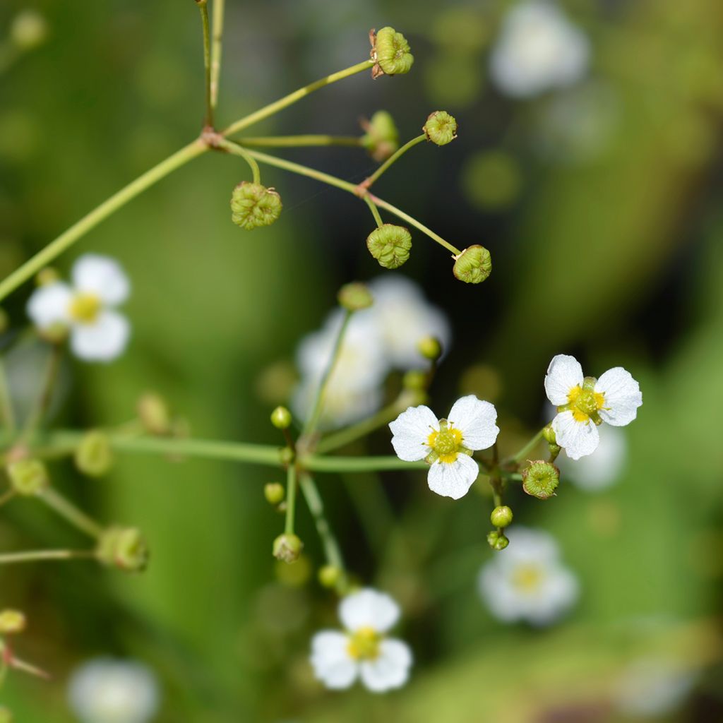 Alisma lanceolatum - Plantain d'eau à feuilles lancéolées