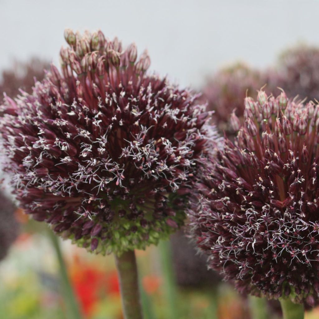 Allium Forelock - Aglio ornamentale