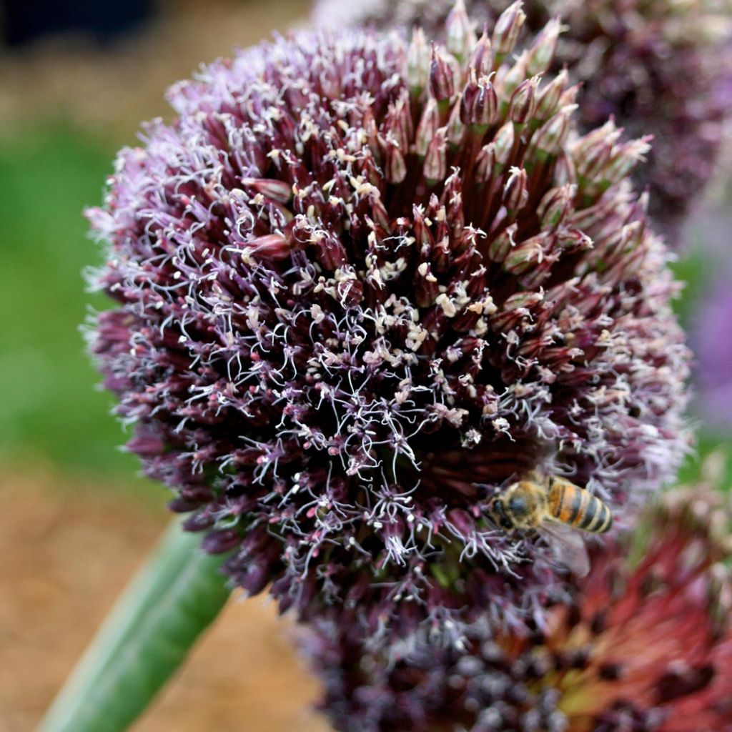 Allium Forelock - Aglio ornamentale