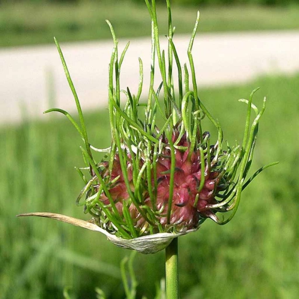 Allium vineale Hair - Aglio delle vigne