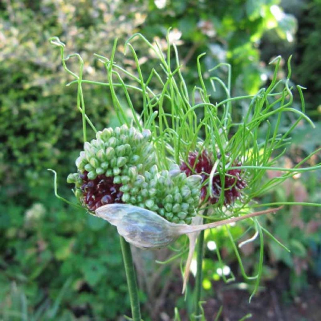 Allium vineale Hair - Aglio delle vigne