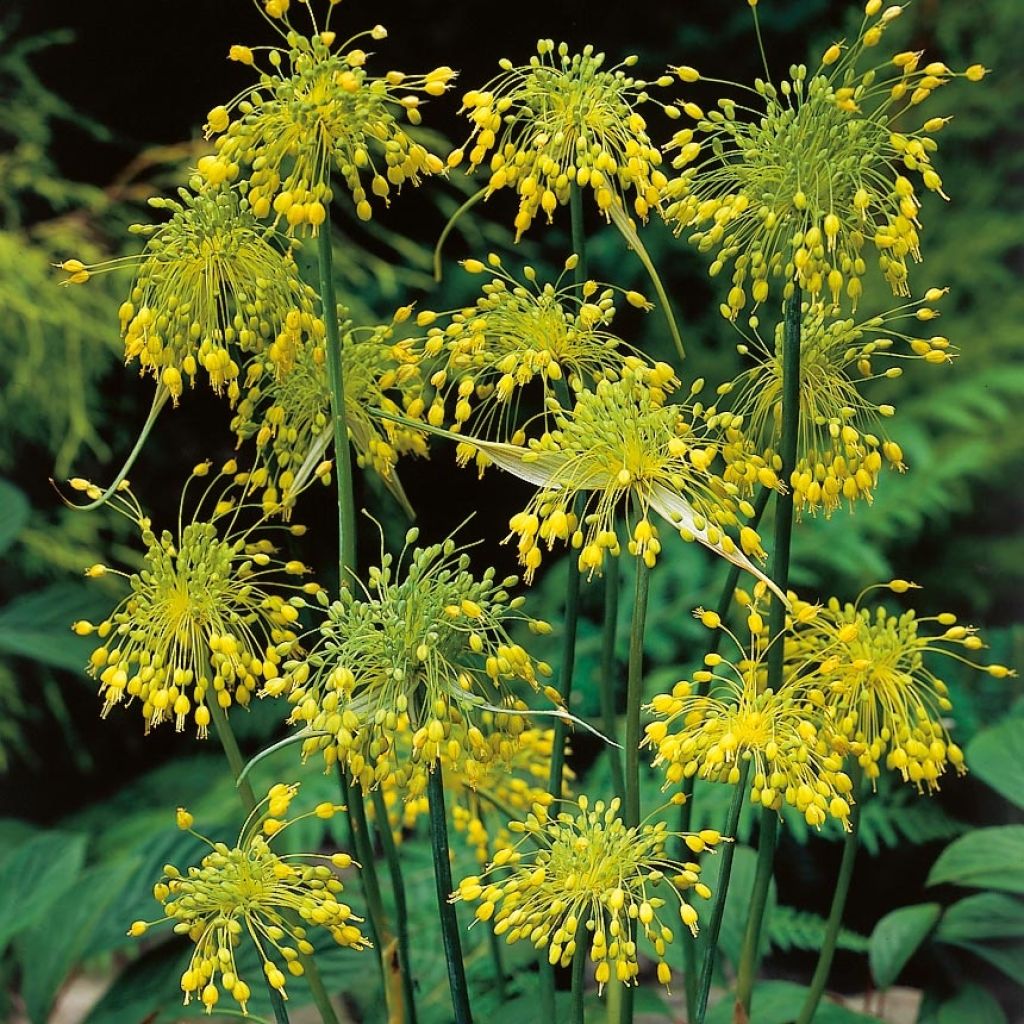 Allium flavum - Aglio giallo