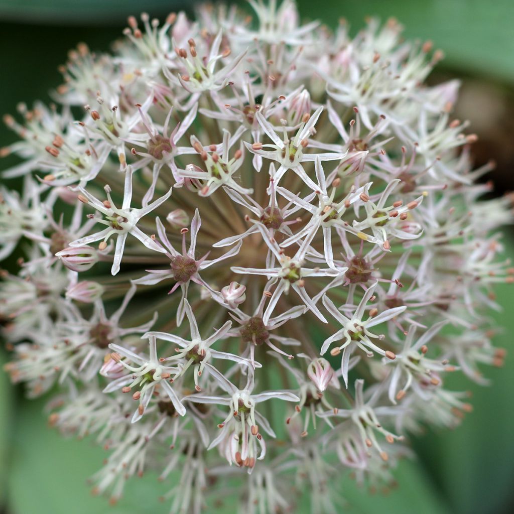 Allium karataviense - Aglio ornamentale