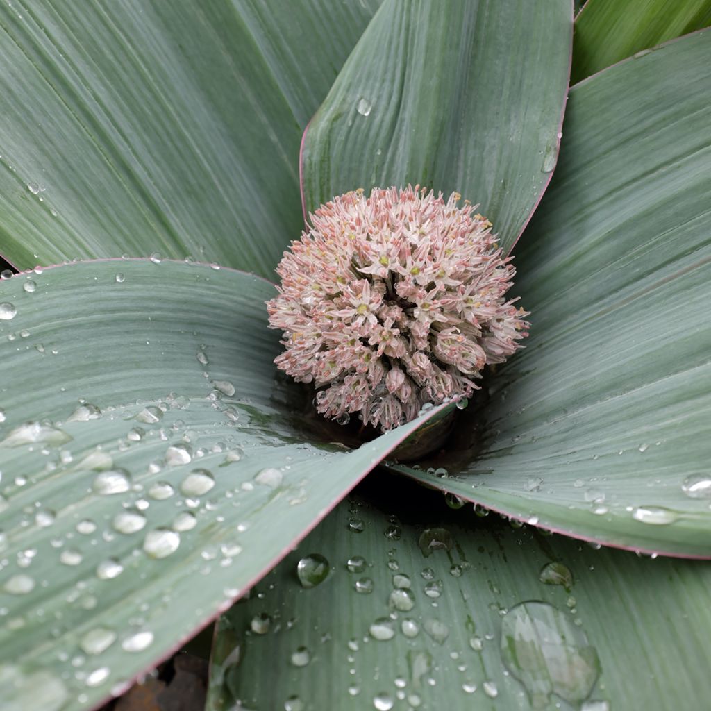 Allium karataviense - Aglio ornamentale