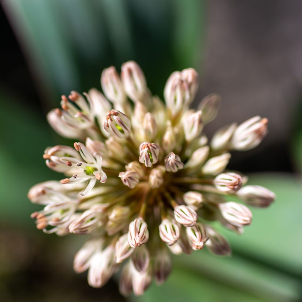 Allium karataviense - Aglio ornamentale