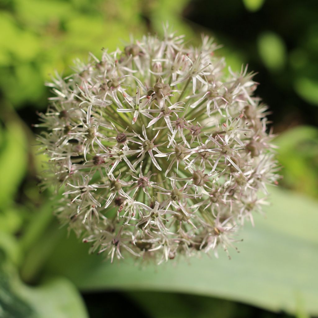 Allium karataviense - Aglio ornamentale