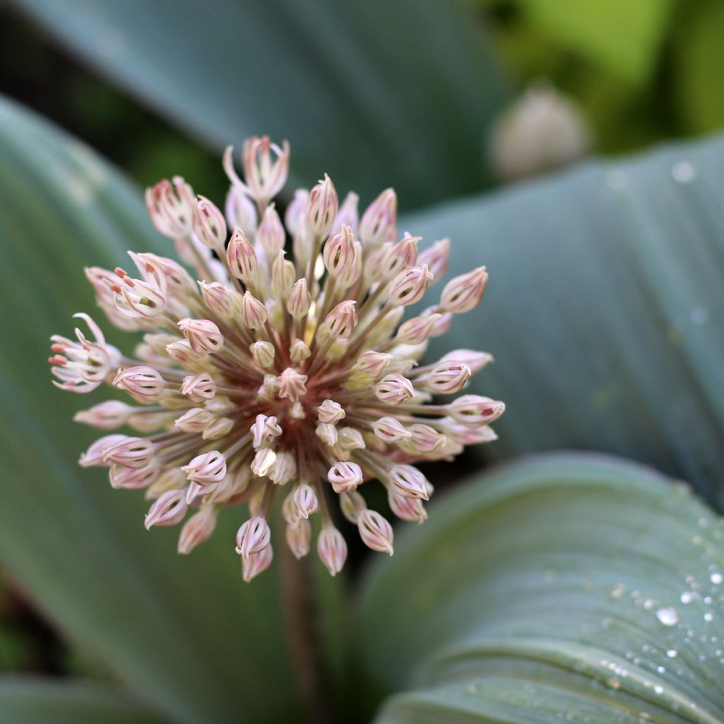 Allium karataviense - Aglio ornamentale