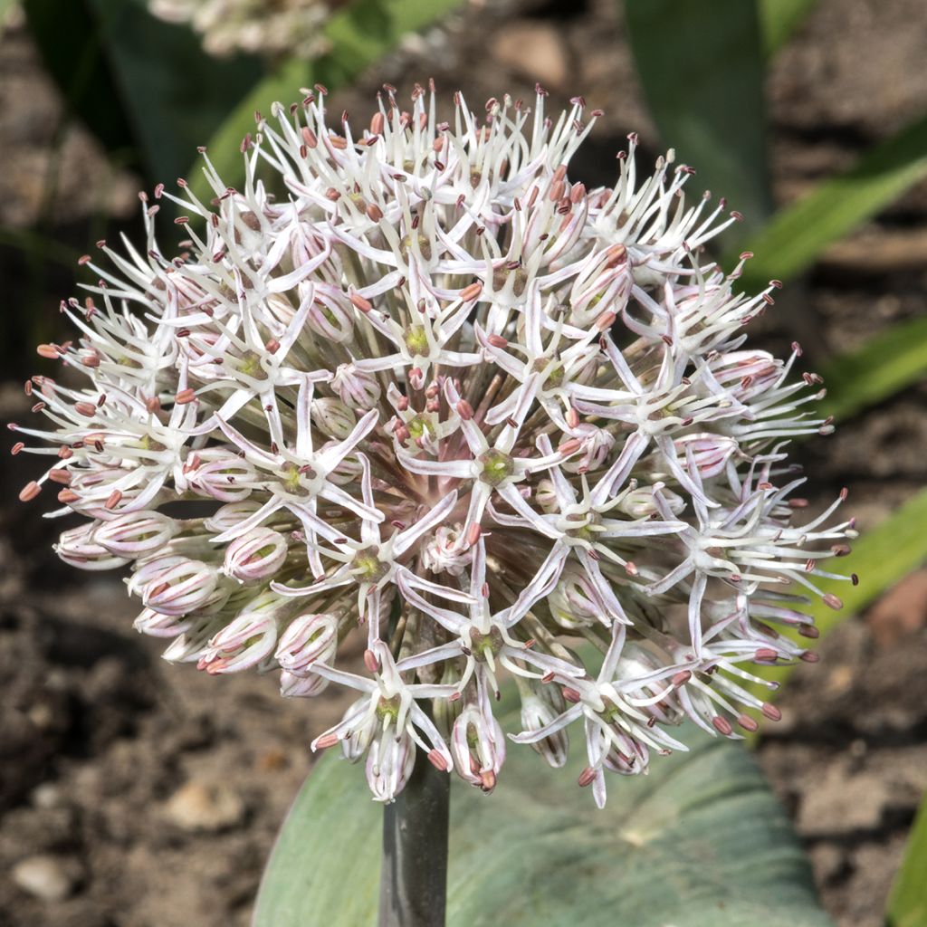 Allium karataviense - Aglio ornamentale