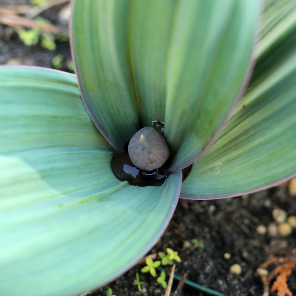 Allium karataviense - Aglio ornamentale