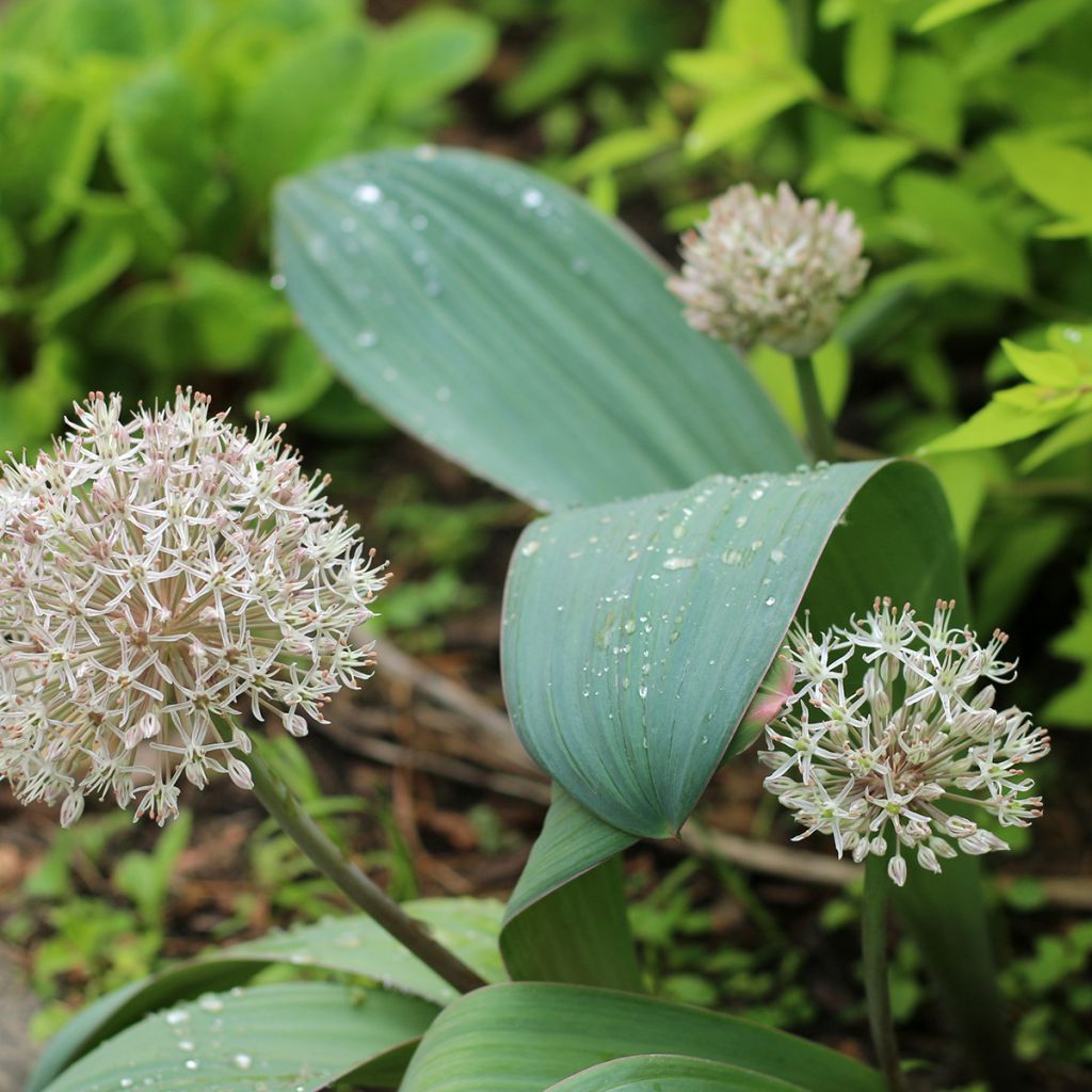 Allium karataviense - Aglio ornamentale