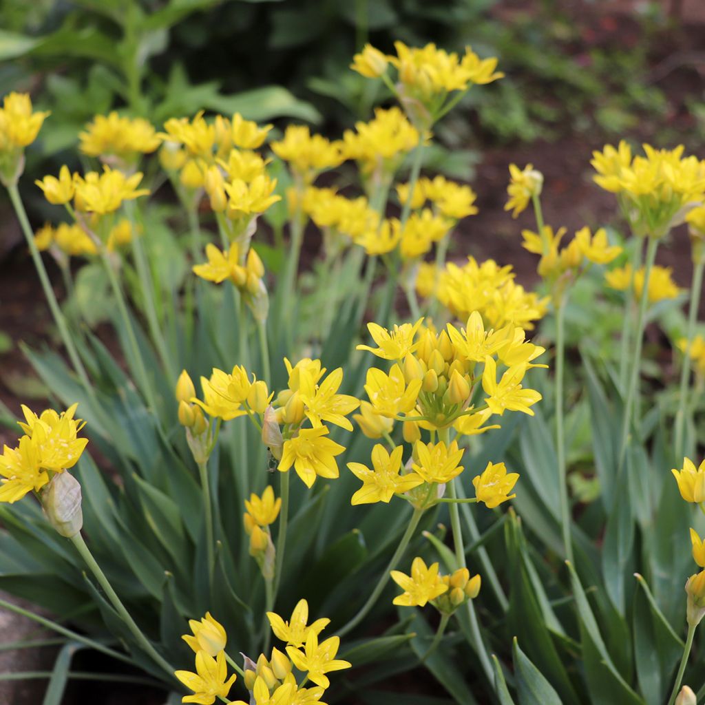 Allium moly - Aglio dorato