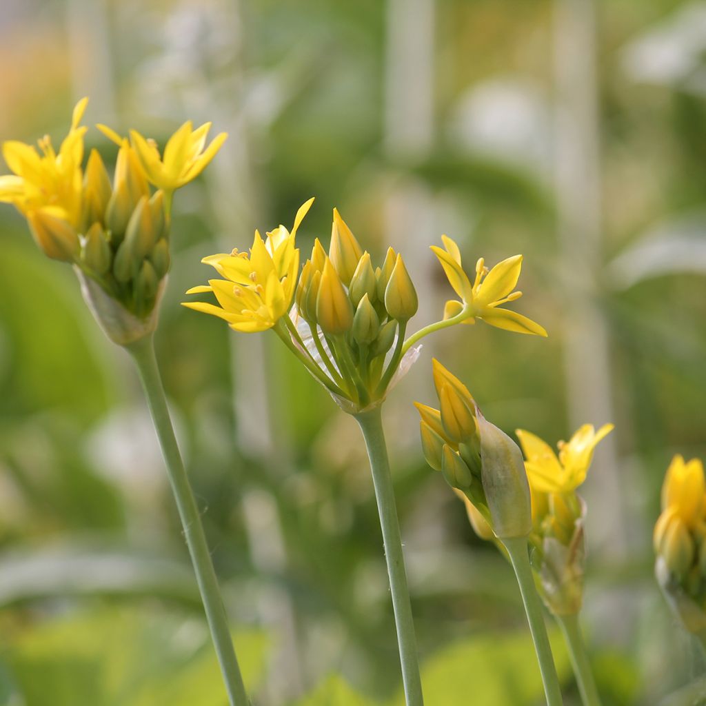 Allium moly - Aglio dorato