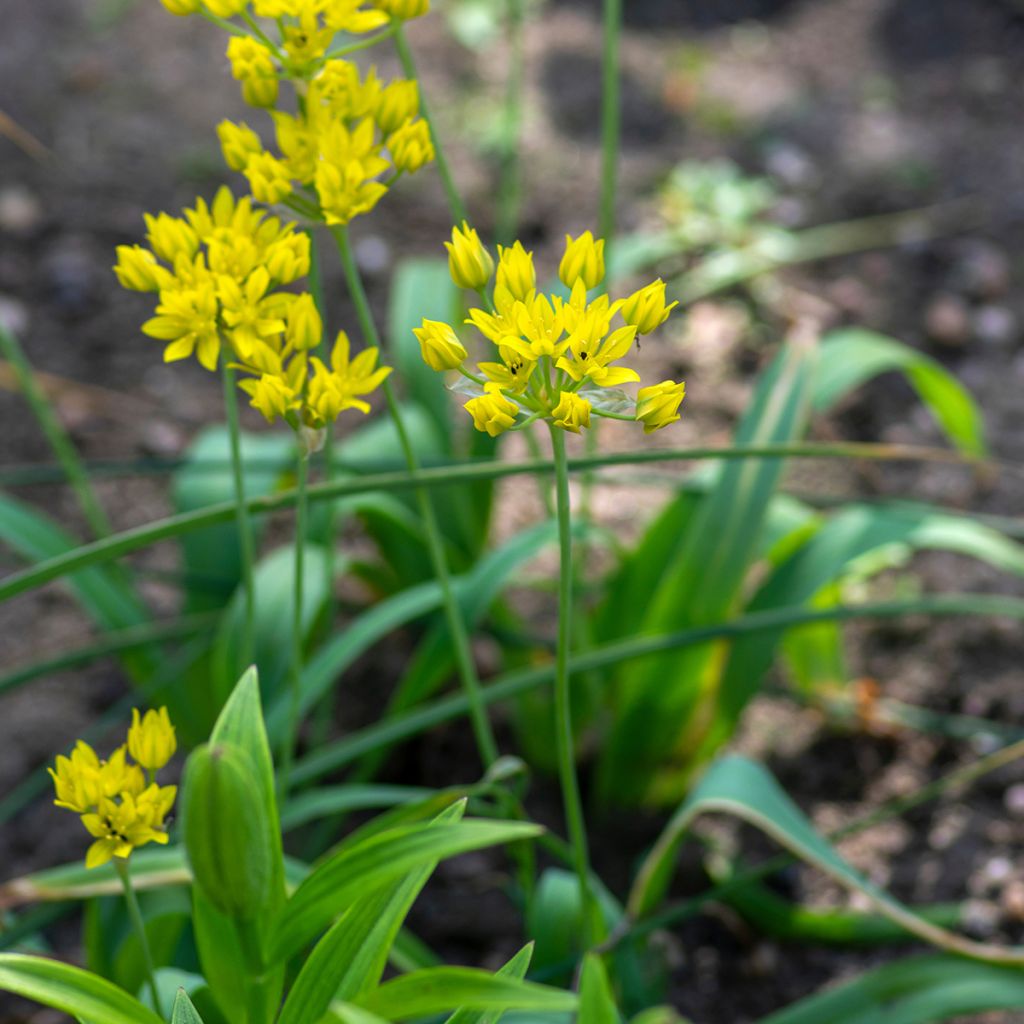 Allium moly - Aglio dorato