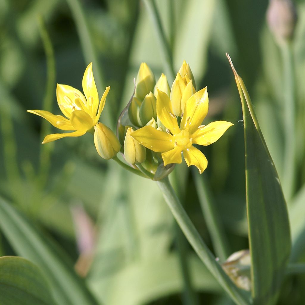 Allium moly - Aglio dorato