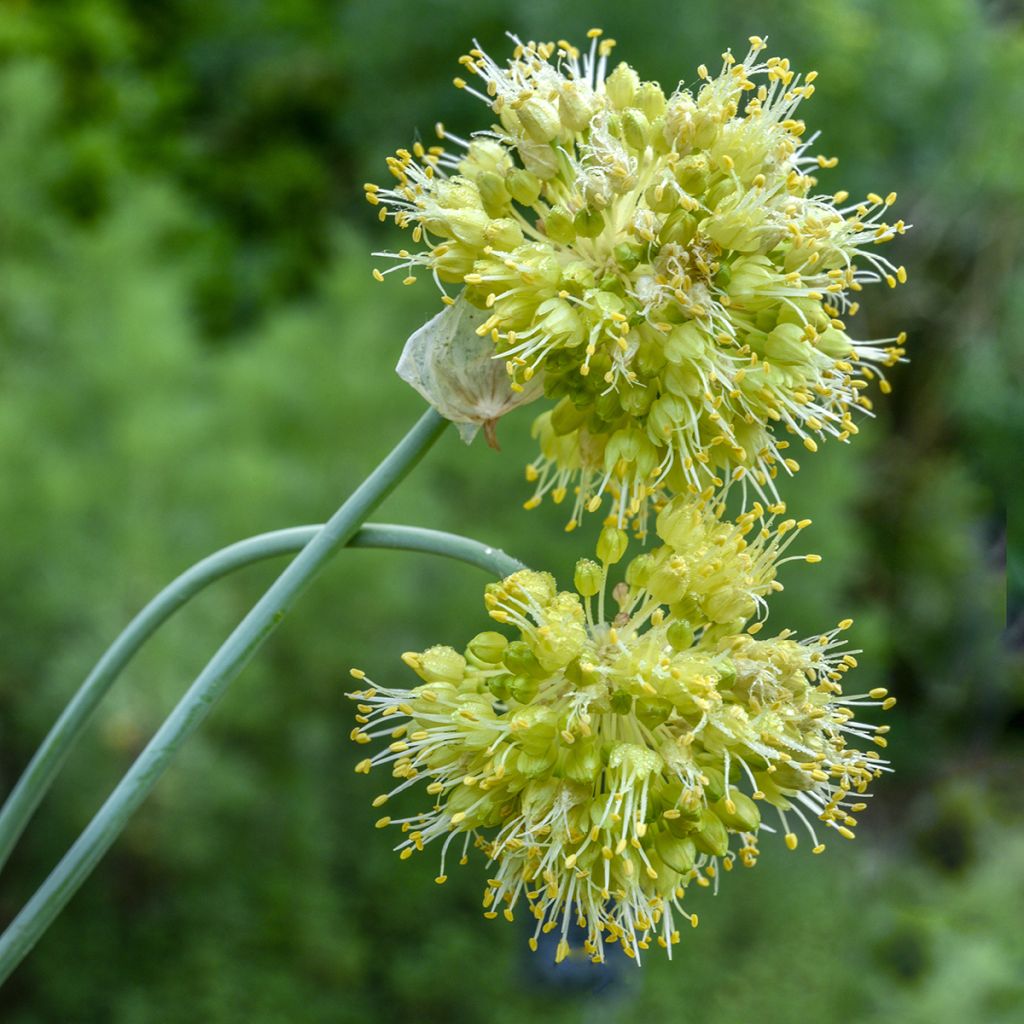 Allium obliquum - Aglio ornamentale