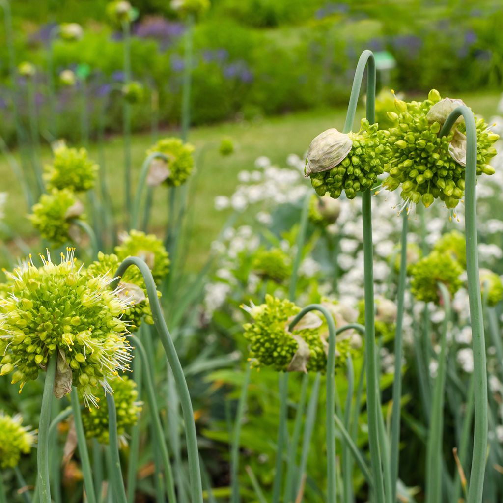 Allium obliquum - Aglio ornamentale