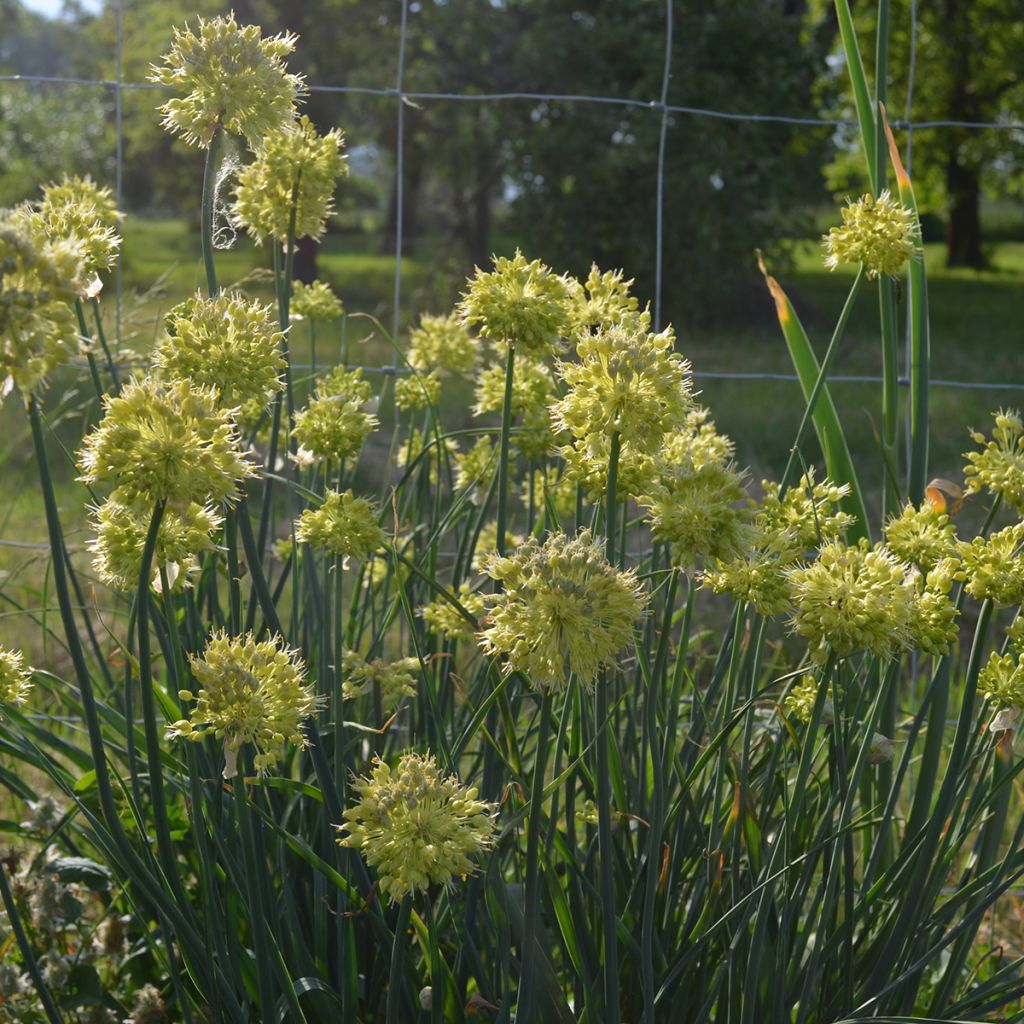 Allium obliquum - Aglio ornamentale