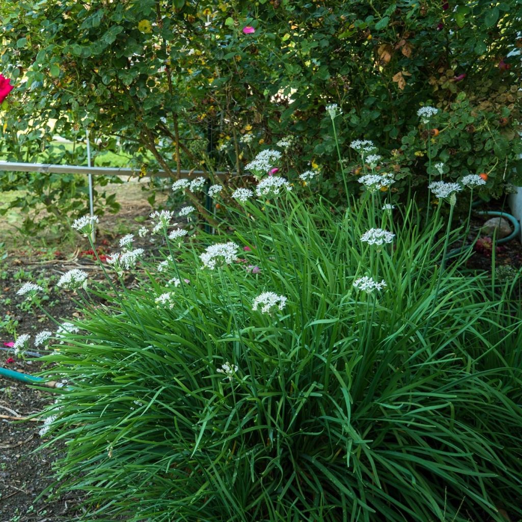 Ciboulail - Ciboule de Chine en plants